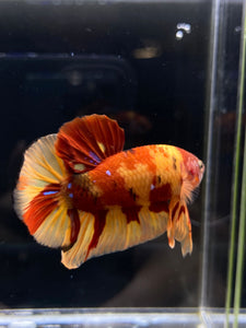 Male Halfmoon Plakat - Nemo #2171 - Live Betta Fish