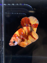 Load image into Gallery viewer, Male Halfmoon Plakat - Nemo #2171 - Live Betta Fish
