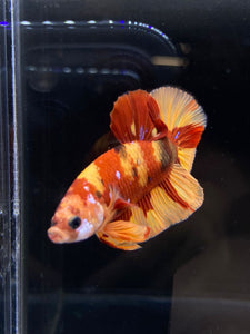 Male Halfmoon Plakat - Nemo #2171 - Live Betta Fish