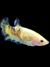 Load image into Gallery viewer, Female Halfmoon Plakat - Fancy Yellow #2172 - Live Betta Fish
