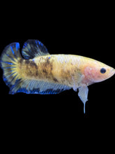 Load image into Gallery viewer, Female Halfmoon Plakat - Fancy Yellow #2172 - Live Betta Fish
