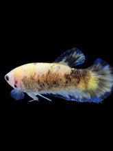 Load image into Gallery viewer, Female Halfmoon Plakat - Fancy Yellow #2172 - Live Betta Fish

