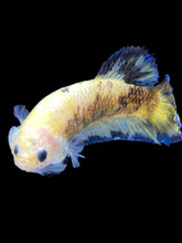 Load image into Gallery viewer, Female Halfmoon Plakat - Fancy Yellow #2172 - Live Betta Fish
