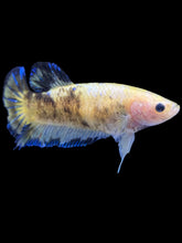 Load image into Gallery viewer, Female Halfmoon Plakat - Fancy Yellow #2172 - Live Betta Fish
