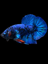 Load image into Gallery viewer, GIANT Male Halfmoon Plakat - Blue Avatar #2173 - Live Betta Fish
