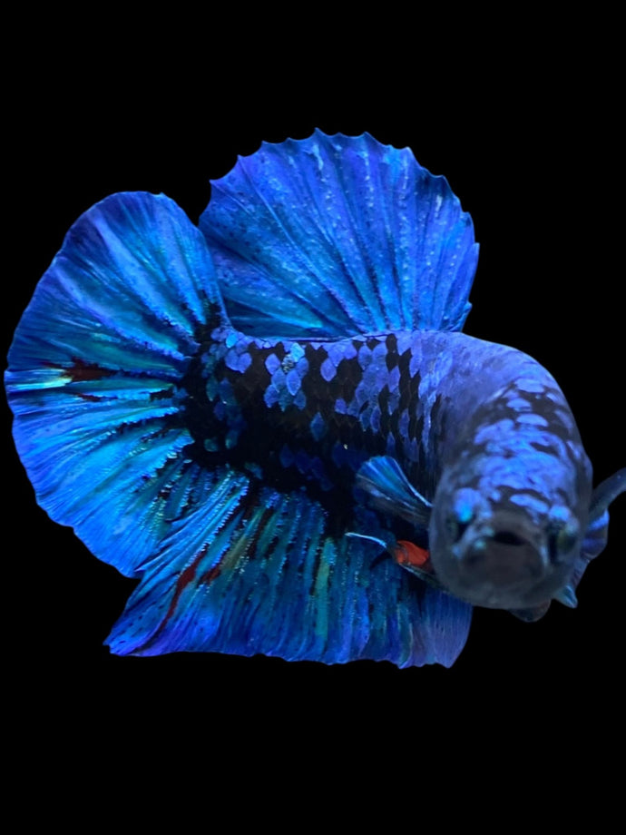 GIANT Male Halfmoon Plakat - Blue Avatar #2173 - Live Betta Fish