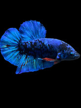 Load image into Gallery viewer, GIANT Male Halfmoon Plakat - Blue Avatar #2173 - Live Betta Fish
