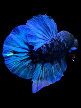 Load image into Gallery viewer, GIANT Male Halfmoon Plakat - Blue Avatar #2173 - Live Betta Fish
