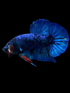 GIANT Male Halfmoon Plakat - Blue Avatar #2173 - Live Betta Fish