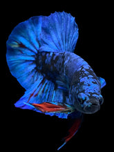 Load image into Gallery viewer, GIANT Male Halfmoon Plakat - Blue Avatar #2173 - Live Betta Fish
