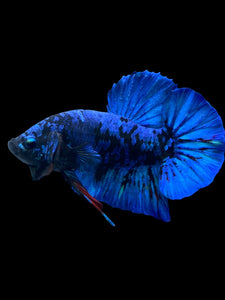 GIANT Male Halfmoon Plakat - Blue Avatar #2173 - Live Betta Fish