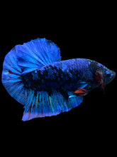 Load image into Gallery viewer, GIANT Male Halfmoon Plakat - Blue Avatar #2173 - Live Betta Fish
