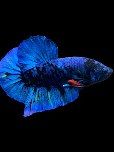 GIANT Male Halfmoon Plakat - Blue Avatar #2173 - Live Betta Fish