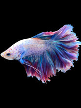 Load image into Gallery viewer, Male Rosetail - Two Tone #2174 - Live Betta Fish
