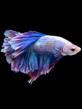 Load image into Gallery viewer, Male Rosetail - Two Tone #2174 - Live Betta Fish
