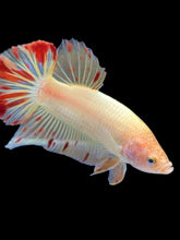 Load image into Gallery viewer, Male Halfmoon Plakat - Vanda #2175 - Live Betta Fish

