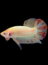 Load image into Gallery viewer, Male Halfmoon Plakat - Vanda #2175 - Live Betta Fish
