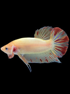 Male Halfmoon Plakat - Vanda #2175 - Live Betta Fish