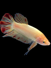 Load image into Gallery viewer, Male Halfmoon Plakat - Vanda #2175 - Live Betta Fish
