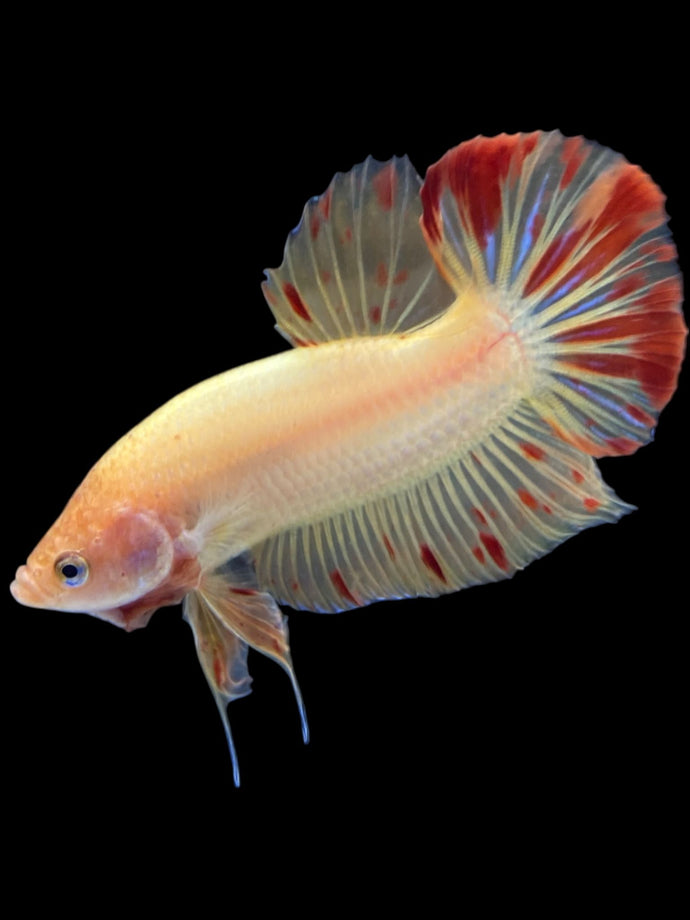 Male Halfmoon Plakat - Vanda #2175 - Live Betta Fish