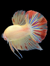 Load image into Gallery viewer, Male Halfmoon Plakat - Vanda #2175 - Live Betta Fish
