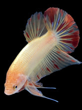 Load image into Gallery viewer, Male Halfmoon Plakat - Vanda #2175 - Live Betta Fish
