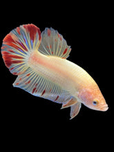 Load image into Gallery viewer, Male Halfmoon Plakat - Vanda #2175 - Live Betta Fish
