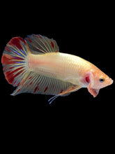 Load image into Gallery viewer, Male Halfmoon Plakat - Vanda #2175 - Live Betta Fish
