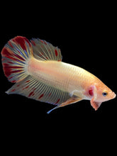 Load image into Gallery viewer, Male Halfmoon Plakat - Vanda #2175 - Live Betta Fish
