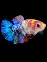 Load image into Gallery viewer, Female Halfmoon Plakat - Multicolor #2176 - Live Betta Fish
