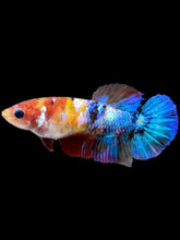 Load image into Gallery viewer, Female Halfmoon Plakat - Multicolor #2176 - Live Betta Fish
