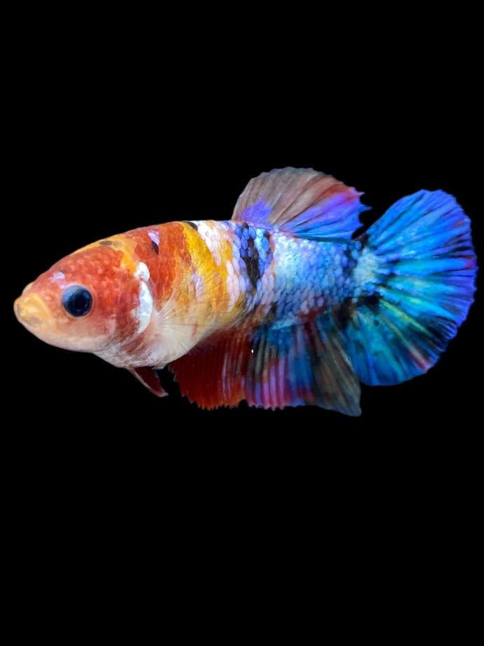 Female Halfmoon Plakat - Multicolor #2176 - Live Betta Fish