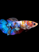 Load image into Gallery viewer, Female Halfmoon Plakat - Multicolor #2176 - Live Betta Fish
