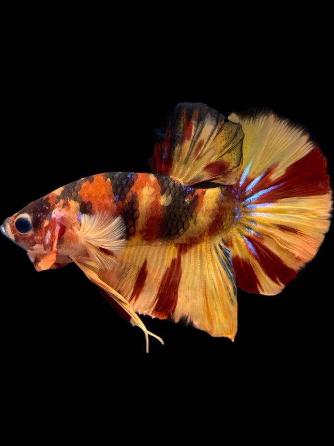 Male Halfmoon Plakat - Nemo Galaxy #2177 - Live Betta Fish