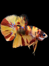 Load image into Gallery viewer, Male Halfmoon Plakat - Nemo Galaxy #2177 - Live Betta Fish
