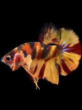 Load image into Gallery viewer, Male Halfmoon Plakat - Nemo Galaxy #2177 - Live Betta Fish

