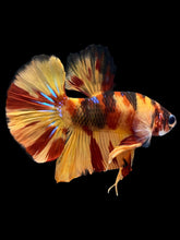 Load image into Gallery viewer, Male Halfmoon Plakat - Nemo Galaxy #2177 - Live Betta Fish
