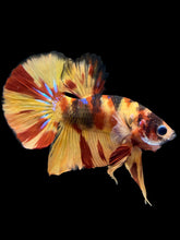 Load image into Gallery viewer, Male Halfmoon Plakat - Nemo Galaxy #2177 - Live Betta Fish
