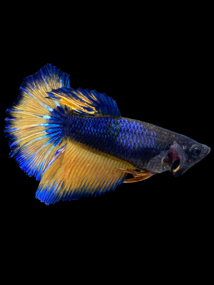 TOP GRADE Female Halfmoon - Blue Mustard #2178 - Live Betta Fish