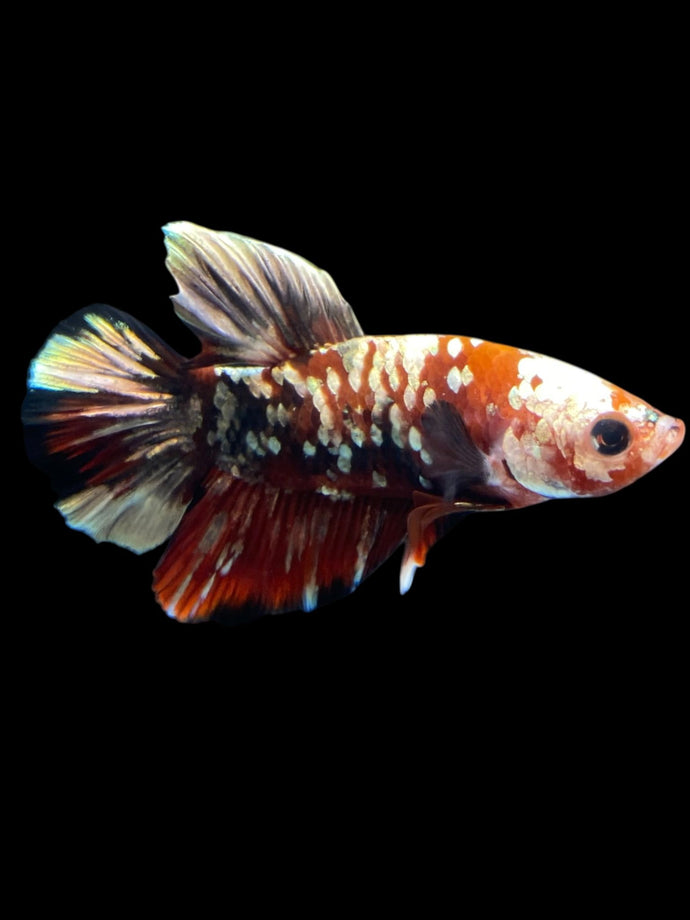 Male Halfmoon Plakat - Red Koi Copper #2179 - Live Betta Fish