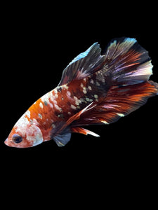 Male Halfmoon Plakat - Red Koi Copper #2179 - Live Betta Fish