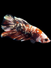 Load image into Gallery viewer, Male Halfmoon Plakat - Red Koi Copper #2179 - Live Betta Fish
