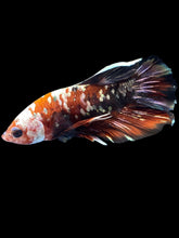 Load image into Gallery viewer, Male Halfmoon Plakat - Red Koi Copper #2179 - Live Betta Fish
