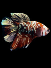 Load image into Gallery viewer, Male Halfmoon Plakat - Red Koi Copper #2179 - Live Betta Fish
