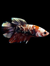 Load image into Gallery viewer, Male Halfmoon Plakat - Red Koi Copper #2179 - Live Betta Fish
