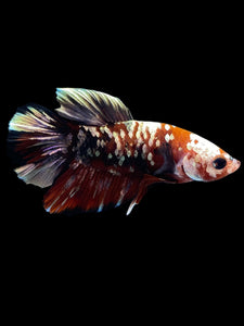 Male Halfmoon Plakat - Red Koi Copper #2179 - Live Betta Fish