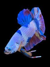 Load image into Gallery viewer, GIANT Male Halfmoon Plakat - Unicorn #2180 - Live Betta Fish
