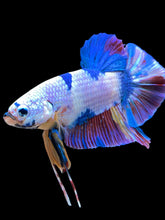 Load image into Gallery viewer, GIANT Male Halfmoon Plakat - Unicorn #2180 - Live Betta Fish
