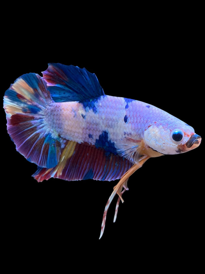 GIANT Male Halfmoon Plakat - Unicorn #2180 - Live Betta Fish