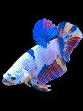 Load image into Gallery viewer, GIANT Male Halfmoon Plakat - Unicorn #2180 - Live Betta Fish
